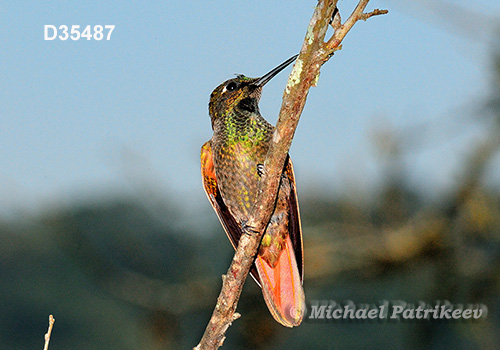 Brazilian Ruby (Clytolaema rubricauda)